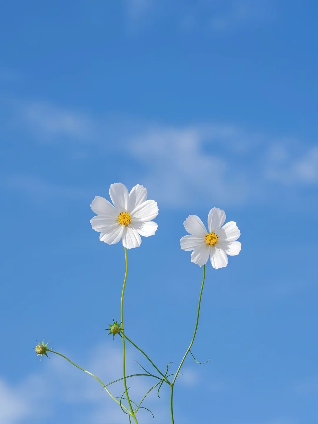 又道春依旧