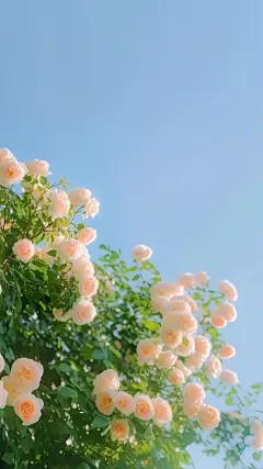 此生无心爱良夜